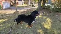 MARJAN BRAVURA, a male Bernese Mountain Dog for sale in Alpharetta, GA – 1 of 6