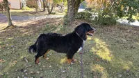 MARJAN BRAVURA, a male Bernese Mountain Dog for sale in Alpharetta, GA – 6 of 6