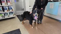 MARJAN BRAVURA, a male Bernese Mountain Dog for sale in Alpharetta, GA – 3 of 6