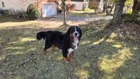 MARJAN BRAVURA, a male Bernese Mountain Dog for sale in Alpharetta, GA – 4 of 6
