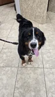 MARJAN BRAVURA, a male Bernese Mountain Dog for sale in Alpharetta, GA – 2 of 6