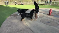 MARJAN BRAVURA, a male Bernese Mountain Dog for sale in Alpharetta, GA – 5 of 6