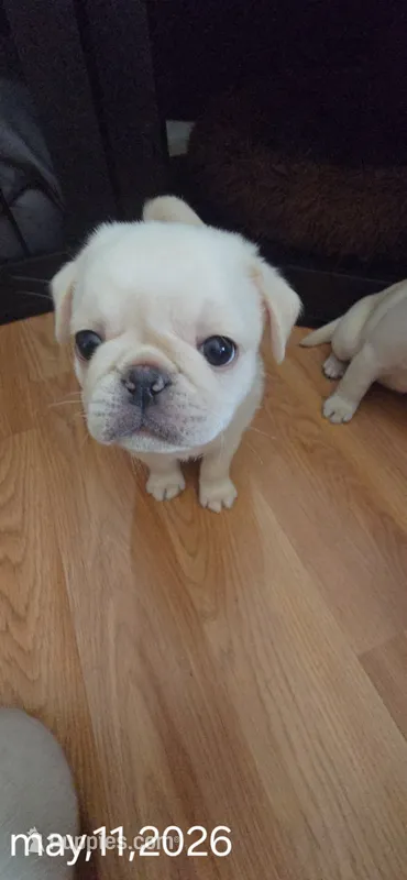 PolarBear – Pug puppy for sale in New Ipswich, NH