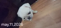 Stripe, a male Pug for sale in New Ipswich, NH – 7 of 10