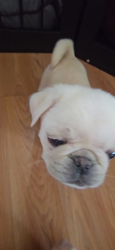 Stripe, a male Pug for sale in New Ipswich, NH – 10 of 10