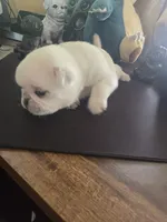 Stripe, a male Pug for sale in New Ipswich, NH – Photo 4 of 7