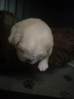 Stripe, a male Pug for sale in New Ipswich, NH – Photo 6 of 7