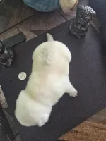 Stripe, a male Pug for sale in New Ipswich, NH – Photo 7 of 7