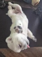 Stripe, a male Pug for sale in New Ipswich, NH – Photo 5 of 7