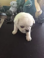 Stripe, a male Pug for sale in New Ipswich, NH – Photo 2 of 7