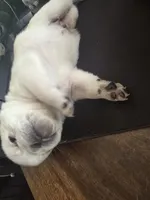 Stripe, a male Pug for sale in New Ipswich, NH – Photo 3 of 7