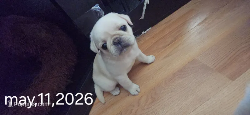 Stripe – Pug puppy for sale in New Ipswich, NH