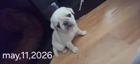 Stripe, a male Pug for sale in New Ipswich, NH – 1 of 10