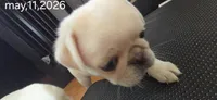 Stripe, a male Pug for sale in New Ipswich, NH – 8 of 10