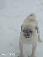 Toby, a male Pug for sale in New Ipswich, NH – Photo 8 of 10