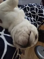 Toby, a male Pug for sale in New Ipswich, NH – Photo 6 of 10