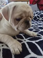 Toby, a male Pug for sale in New Ipswich, NH – Photo 1 of 10