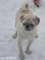 Toby, a male Pug for sale in New Ipswich, NH – Photo 7 of 10