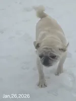 Toby, a male Pug for sale in New Ipswich, NH – Photo 10 of 10