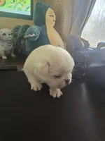 PolarBear, a male Pug for sale in New Ipswich, NH – Photo 2 of 5