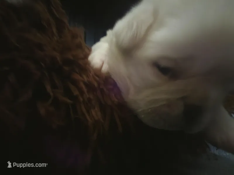 PolarBear – Pug puppy for sale in New Ipswich, NH