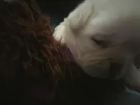 PolarBear, a male Pug for sale in New Ipswich, NH – Photo 1 of 5