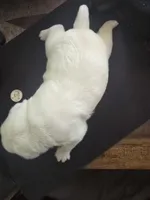 PolarBear, a male Pug for sale in New Ipswich, NH – Photo 4 of 5