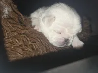 PolarBear, a male Pug for sale in New Ipswich, NH – Photo 5 of 5