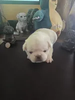 PolarBear, a male Pug for sale in New Ipswich, NH – Photo 3 of 5