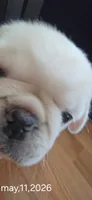 PolarBear, a male Pug for sale in New Ipswich, NH – 2 of 10