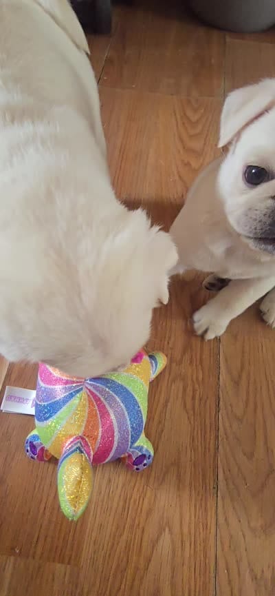 Stripe, a male Pug for sale in New Ipswich, NH – 9 of 10