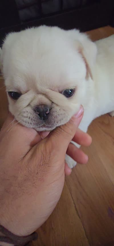 PolarBear, a male Pug for sale in New Ipswich, NH – 10 of 10