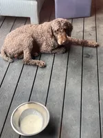 Zack, a male Goldendoodle for sale in Wilmington, DE – Photo 4 of 4