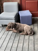 Zack, a male Goldendoodle for sale in Wilmington, DE – Photo 2 of 4