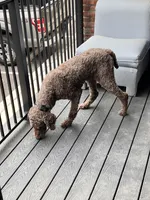 Zack, a male Goldendoodle for sale in Wilmington, DE – Photo 3 of 4