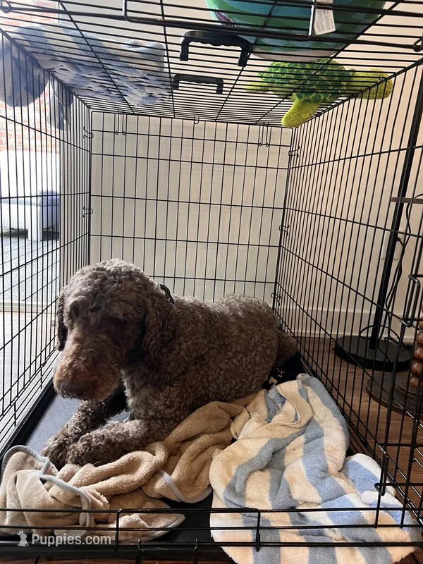 Zack – Goldendoodle puppy for sale in Wilmington, DE