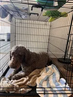 Zack, a male Goldendoodle for sale in Wilmington, DE – Photo 1 of 4