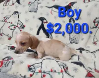 Longhorn, a male Dachshund for sale in Prattville, AL – Photo 2 of 4
