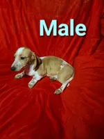 Longhorn, a male Dachshund for sale in Prattville, AL – Photo 1 of 4