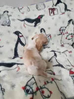 Longhorn, a male Dachshund for sale in Prattville, AL – Photo 3 of 4