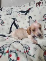 Longhorn, a male Miniature Dachshund for sale in Prattville, AL – Photo 3 of 5