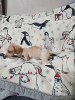 Longhorn, a male Miniature Dachshund for sale in Prattville, AL – Photo 5 of 5