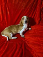 Longhorn, a male Miniature Dachshund for sale in Prattville, AL – Photo 2 of 5