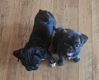 Luna, a female Pug for sale in Muskogee, OK – 3 of 5
