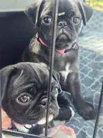 Peggy, a female Pug for sale in Muskogee, OK – 5 of 7