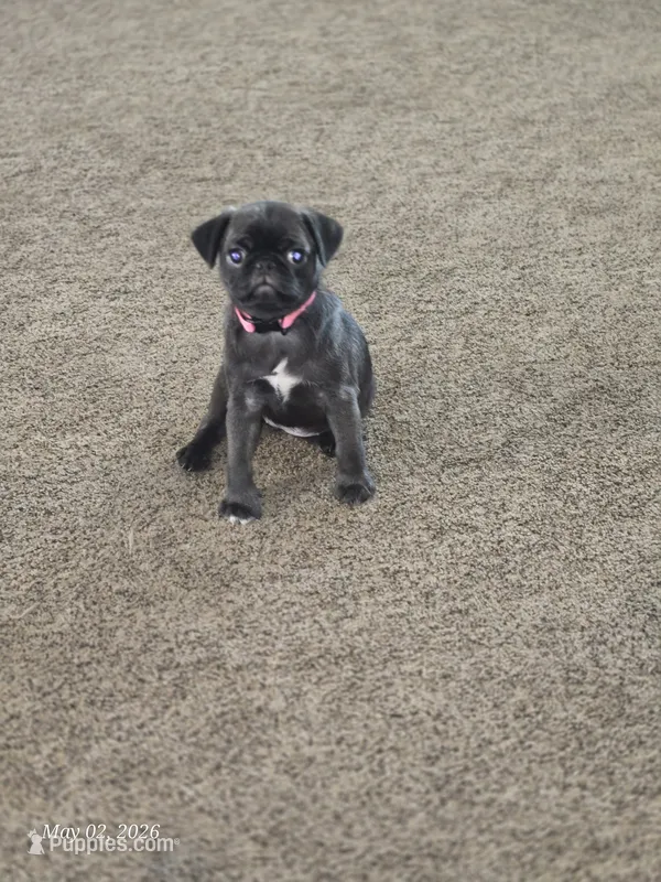 Peggy – Pug puppy for sale in Muskogee, OK