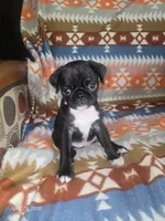 Luna, a female Pug for sale in Muskogee, OK – 1 of 5