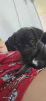 Peggy, a female Pug for sale in Muskogee, OK – 3 of 7