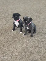 Luna, a female Pug for sale in Muskogee, OK – 4 of 5
