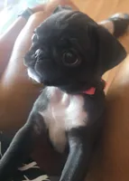 Luna, a female Pug for sale in Muskogee, OK – 2 of 5